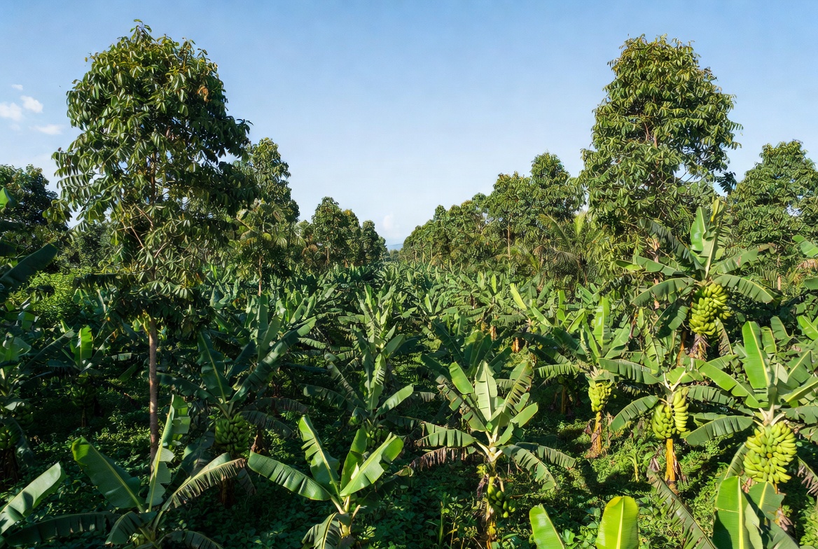 Wide Plantain plantation