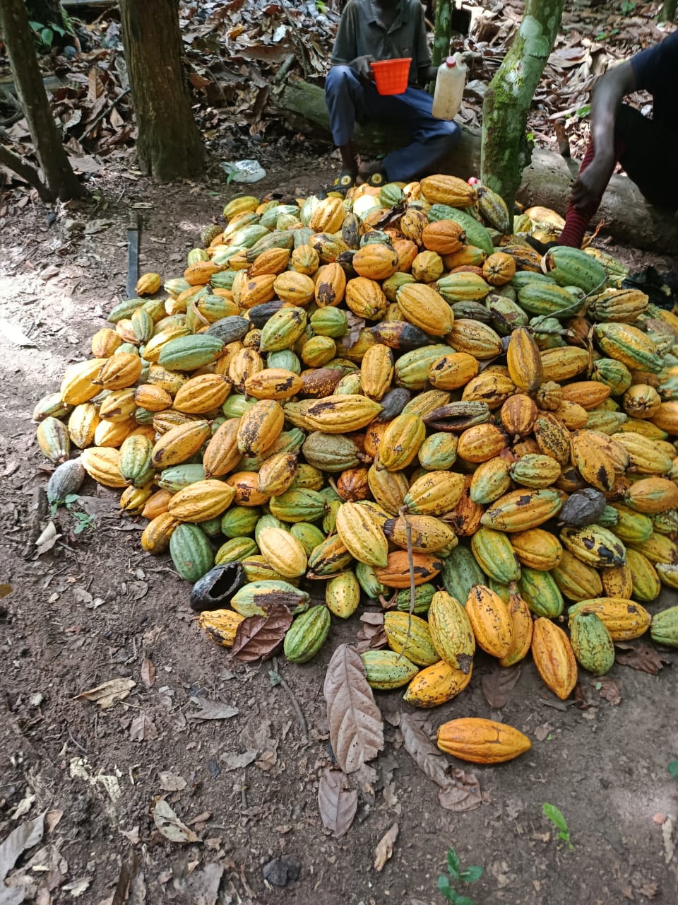 Harvested cocoa pods
