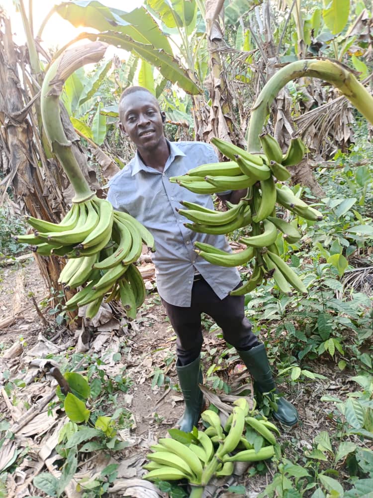 Plantain and banana crops