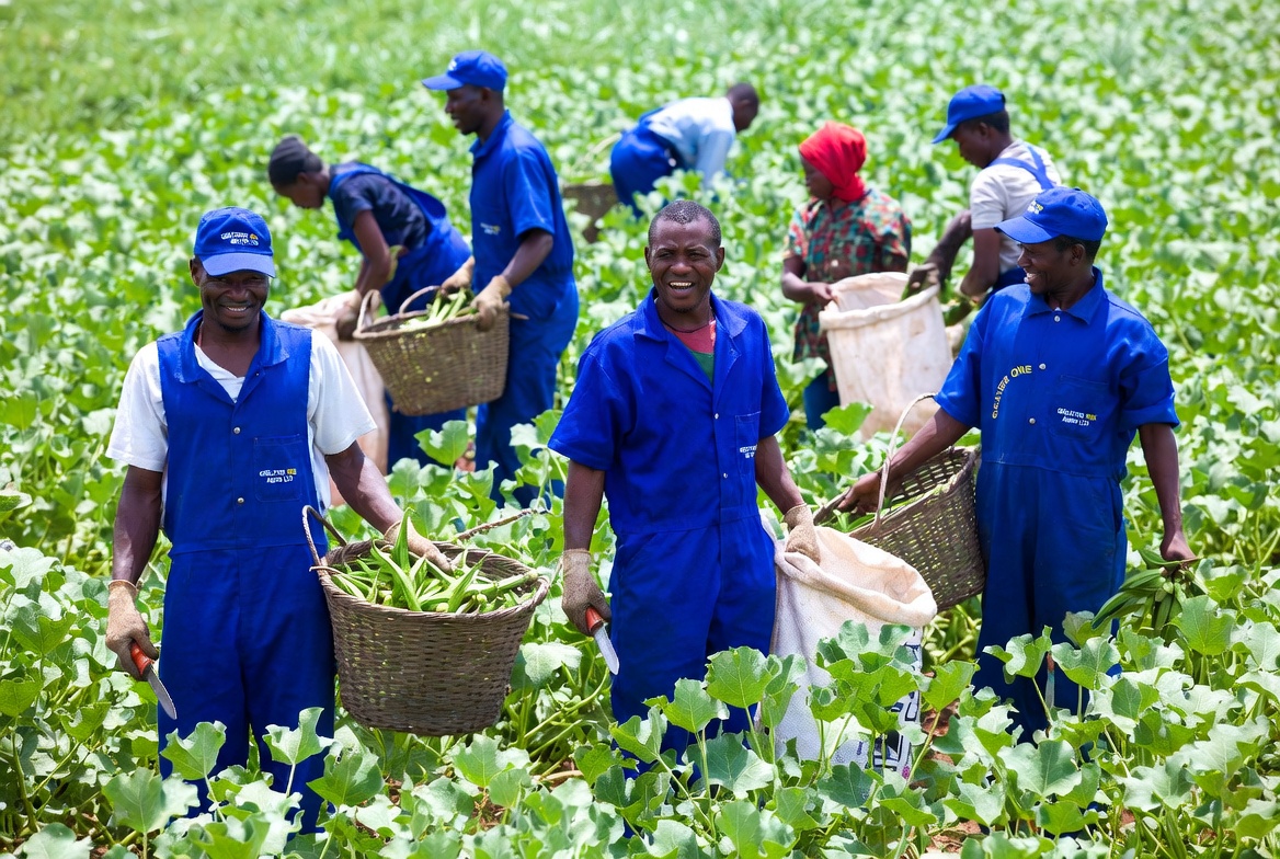 Field overview with lush green crops